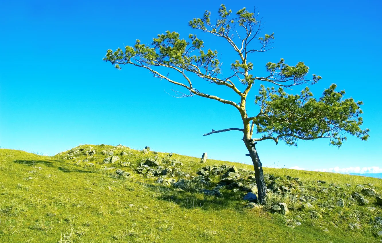 Photo wallpaper field, the sky, grass, trees, stones, Russia, Siberia