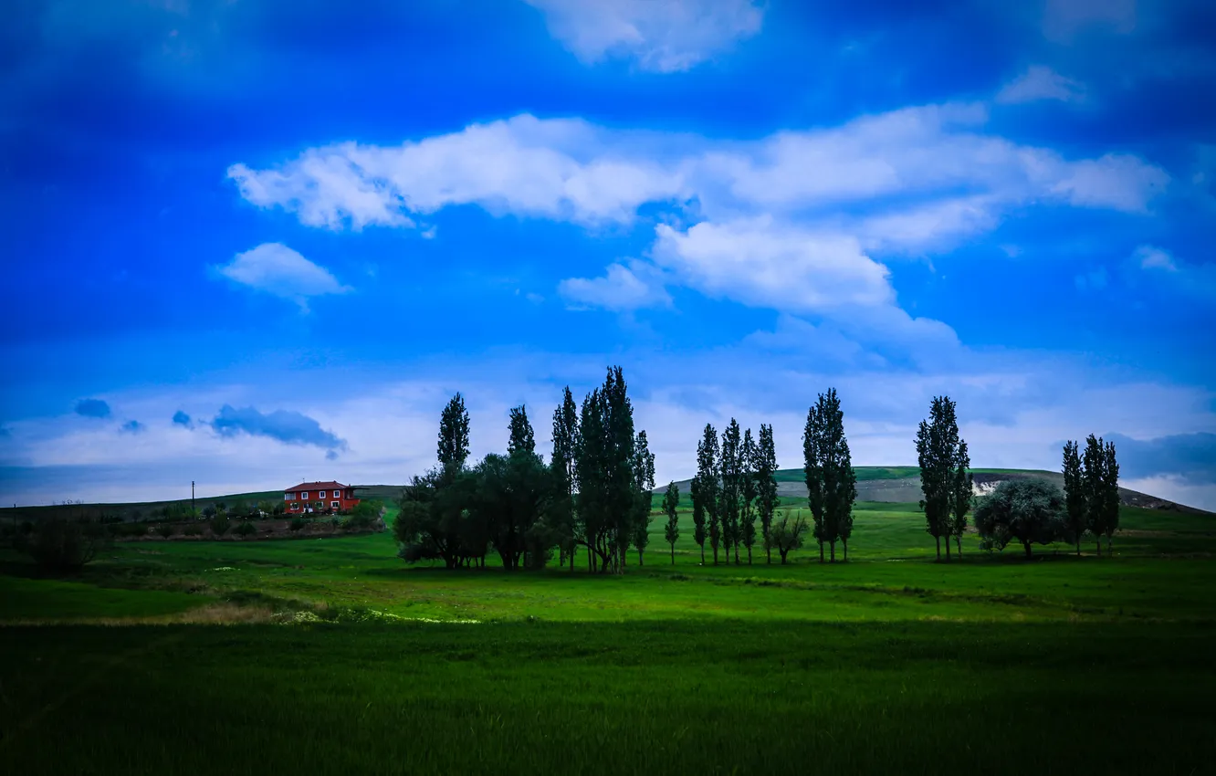 Photo wallpaper field, trees, landscape, home
