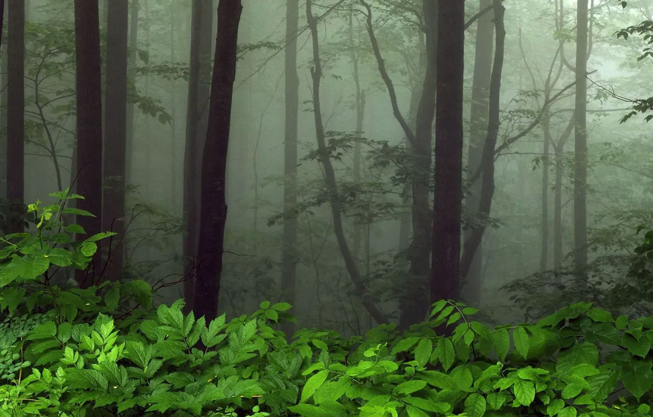 Photo wallpaper greens, trees, fog, foliage, Forest