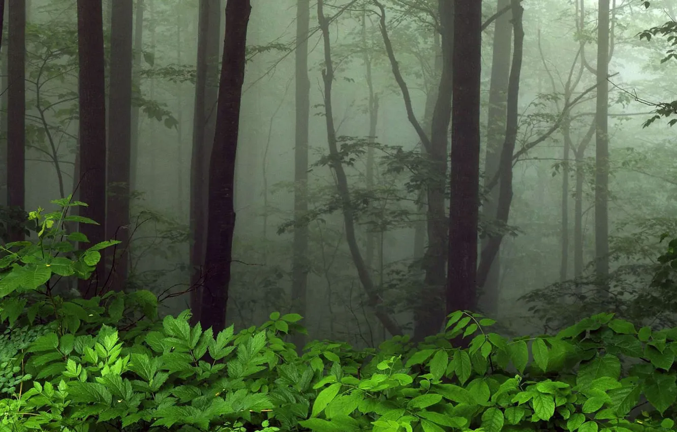Photo wallpaper greens, forest, trees, fog, foliage