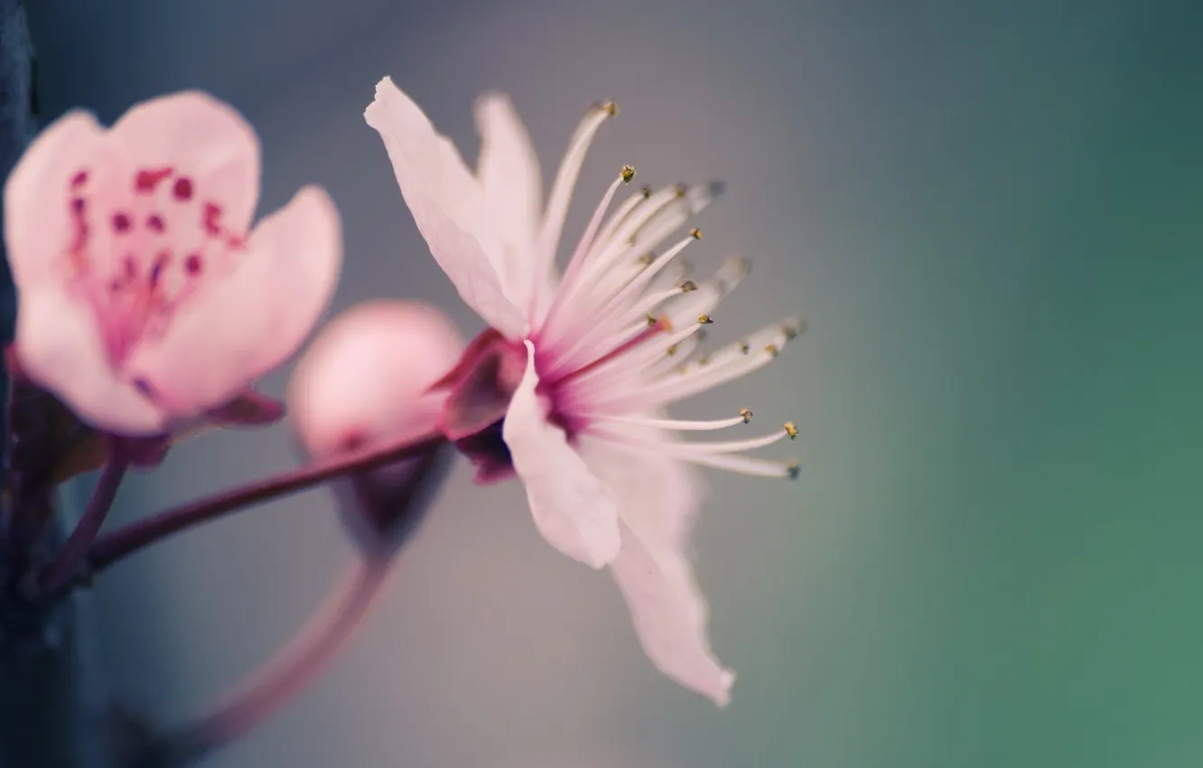 Photo wallpaper macro, flowers, tenderness, plant, petals, pink