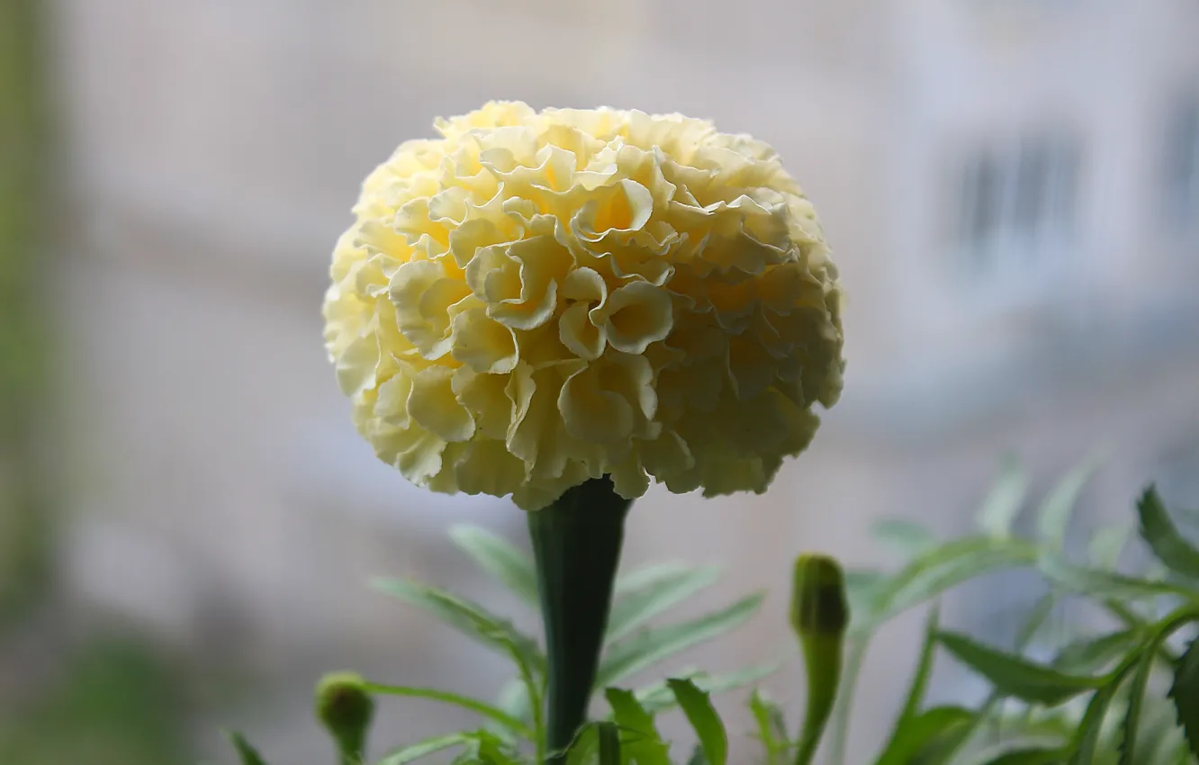 Photo wallpaper white, barhatets, pompom