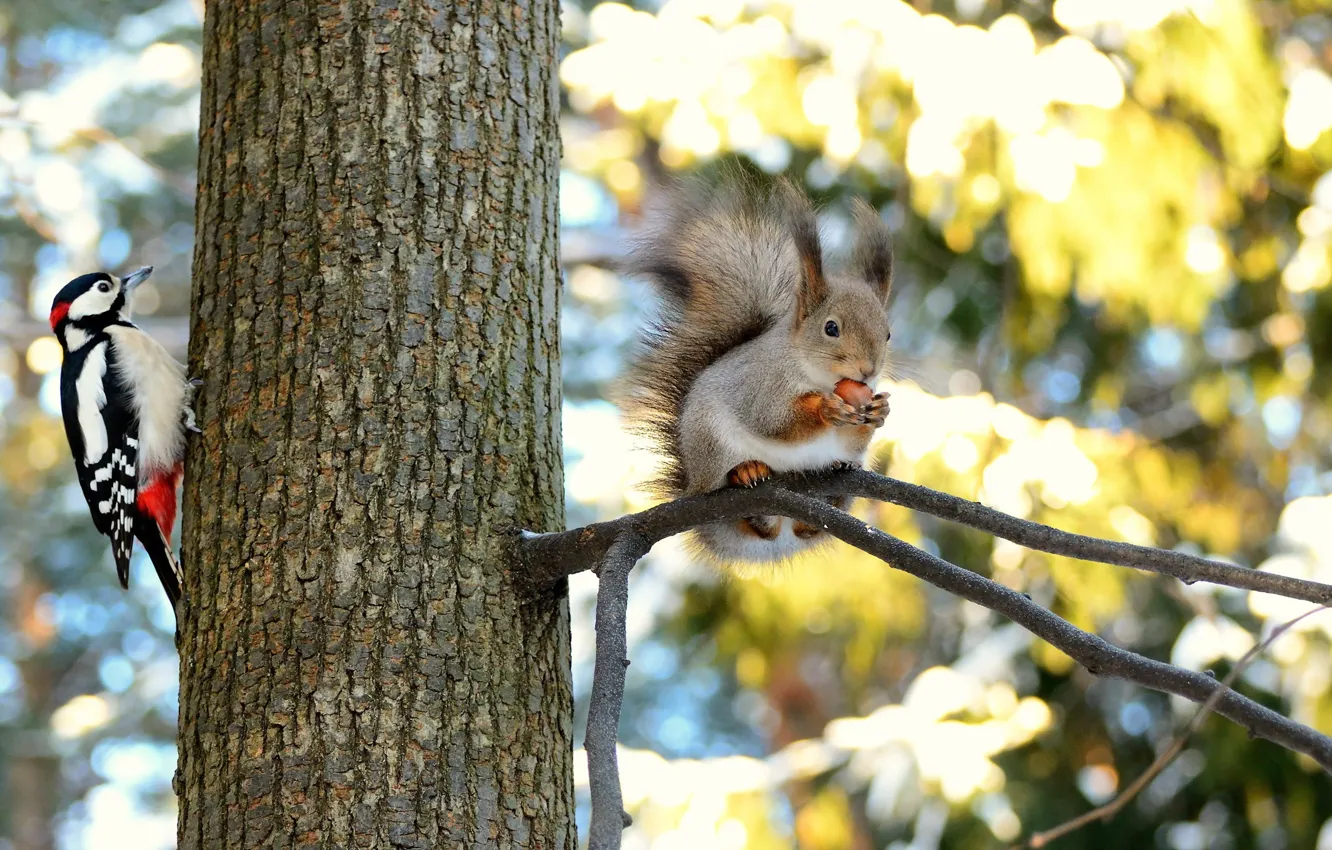 Photo wallpaper nature, woodpecker, protein