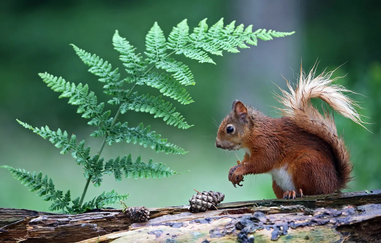 Photo wallpaper nature, background, protein