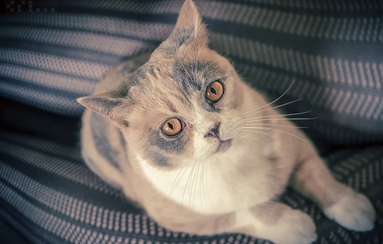 Photo wallpaper cat, look, British Shorthair
