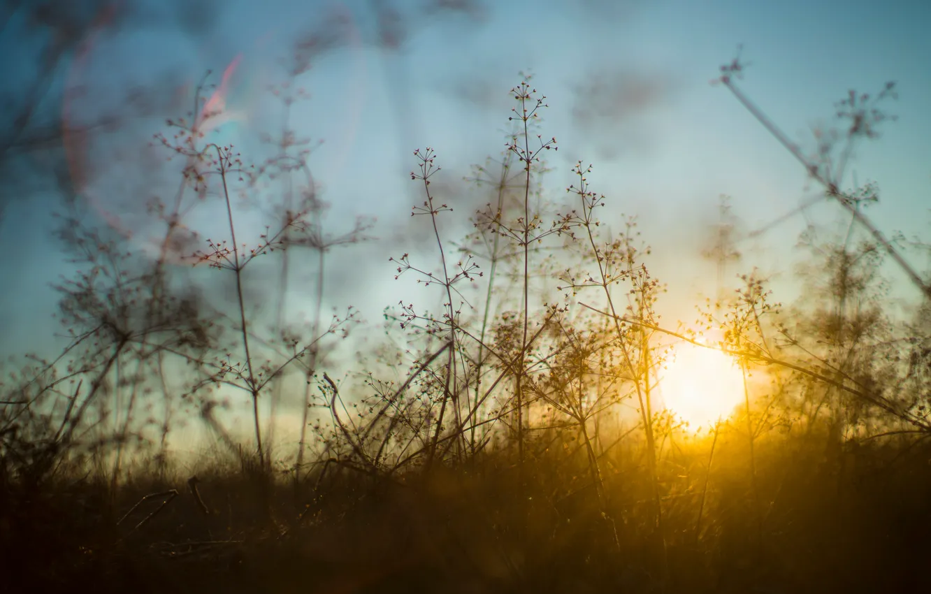Photo wallpaper grass, the sun, light, nature, sprig, the evening, a blade of grass, bokeh
