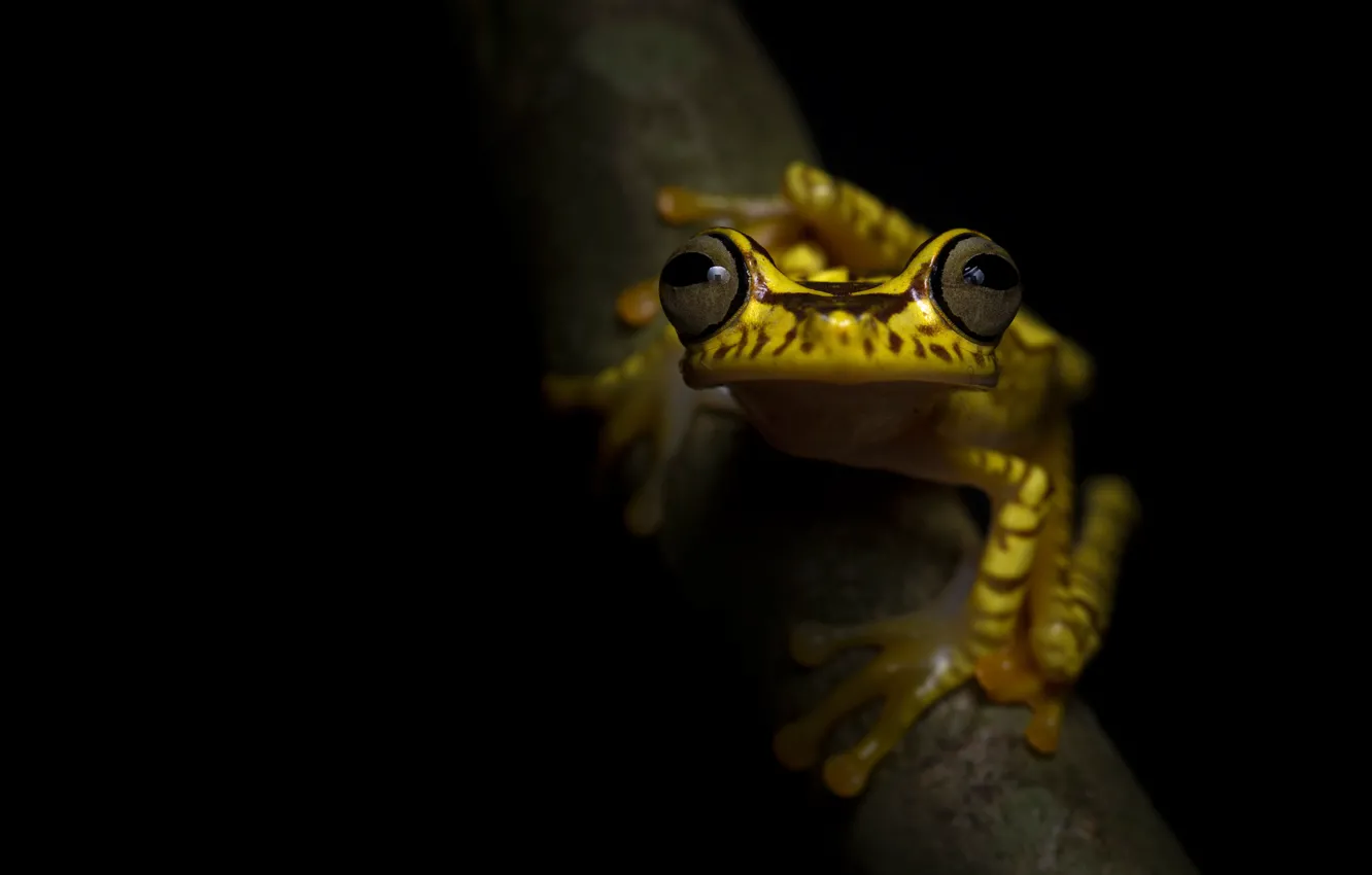 Photo wallpaper eyes, look, macro, pose, frog, branch, black background, yellow