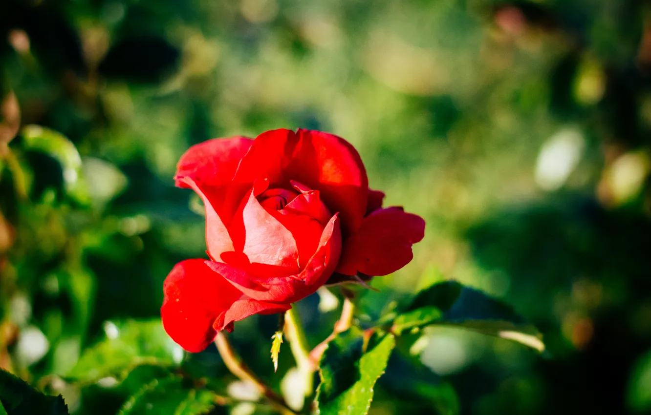 Photo wallpaper flowers, roses, petals
