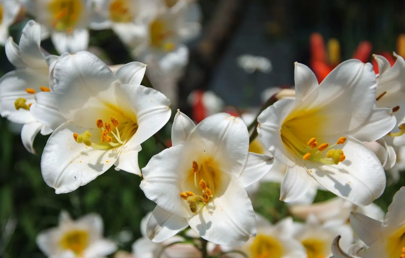 Photo wallpaper flowers, Lily, stamens