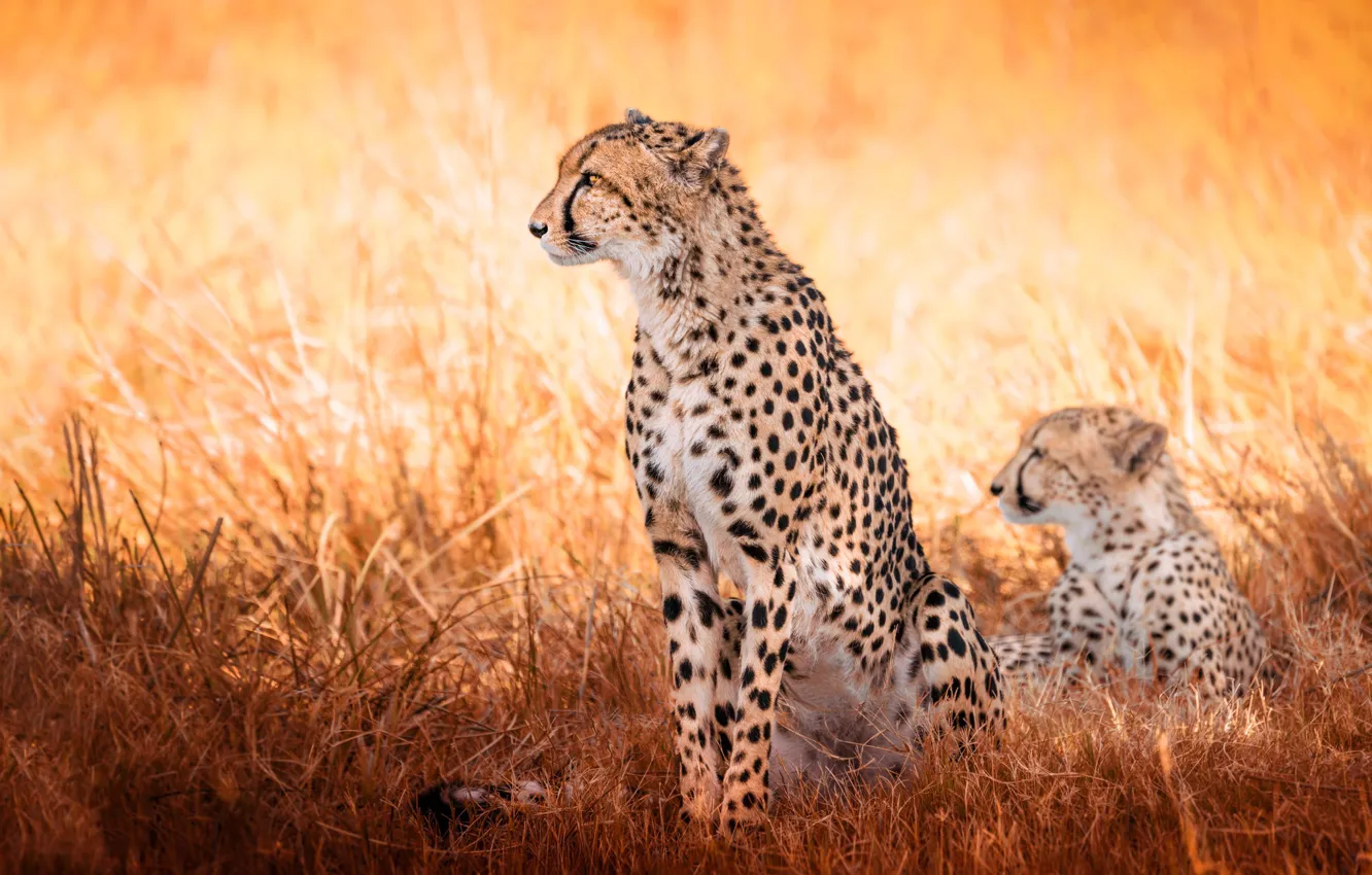 Photo wallpaper grass, wild cats, cheetahs