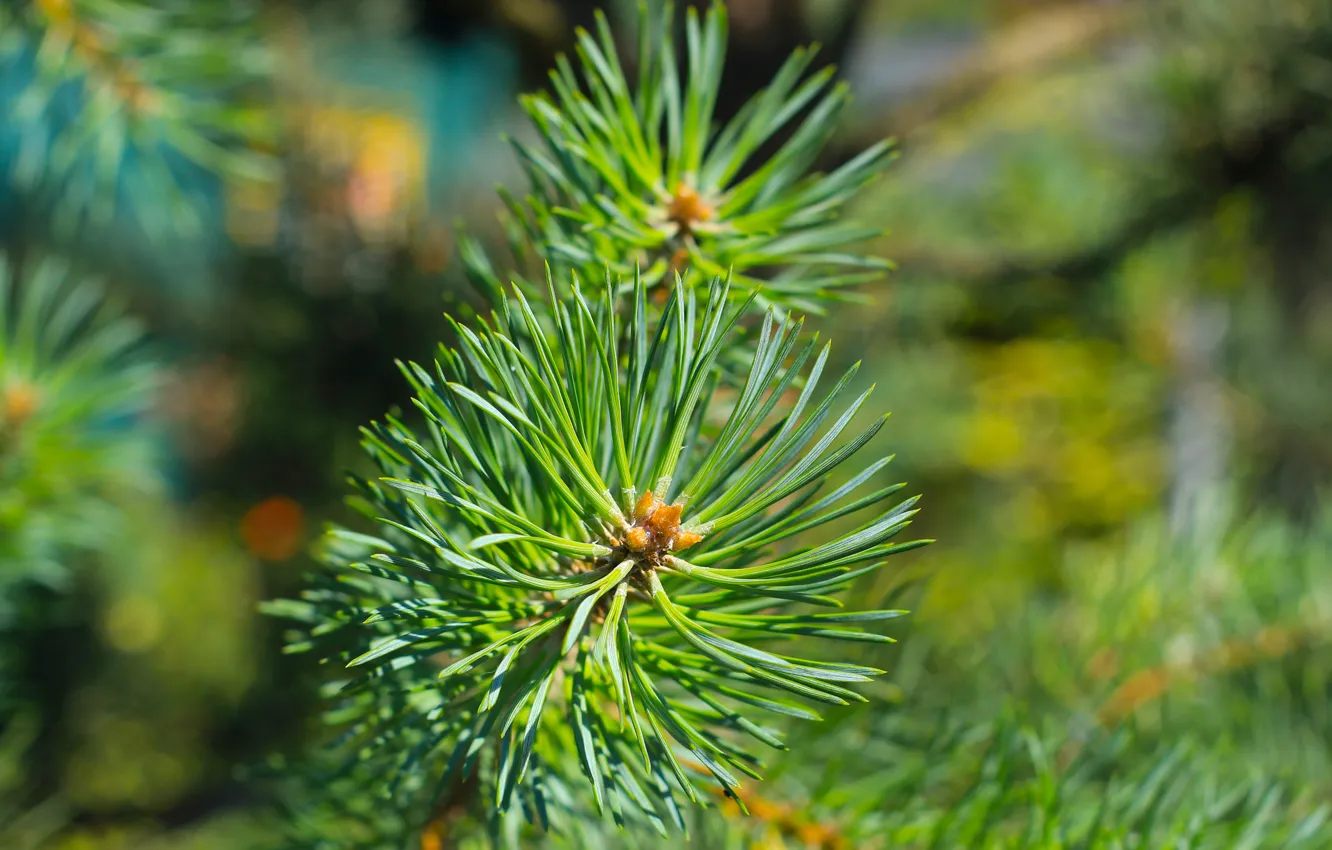 Photo wallpaper green, pine, twig