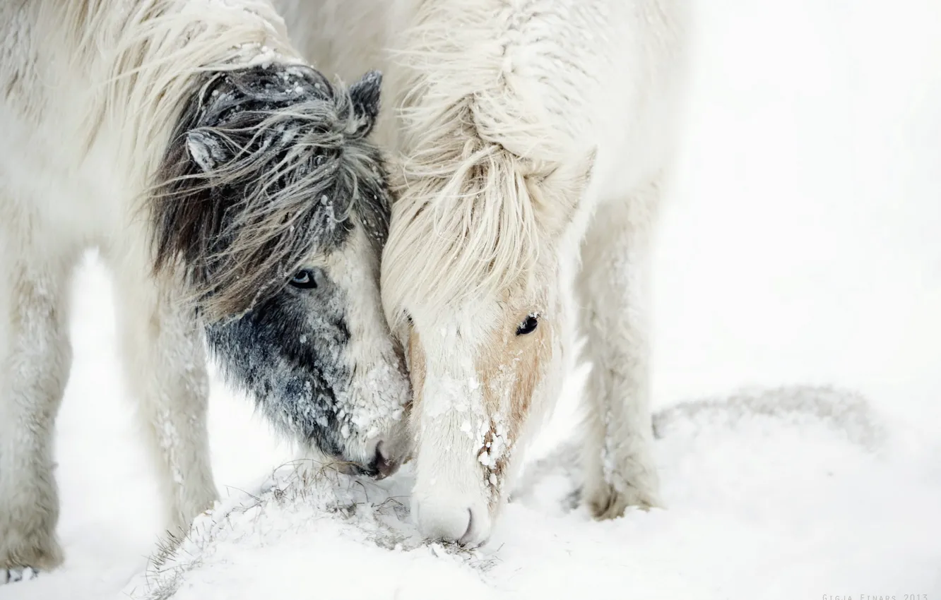 Photo wallpaper snow, nature, horse