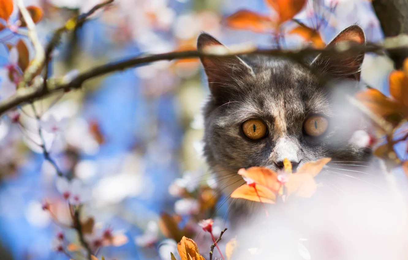 Photo wallpaper cat, the sky, cat, look, leaves, light, branches, pose