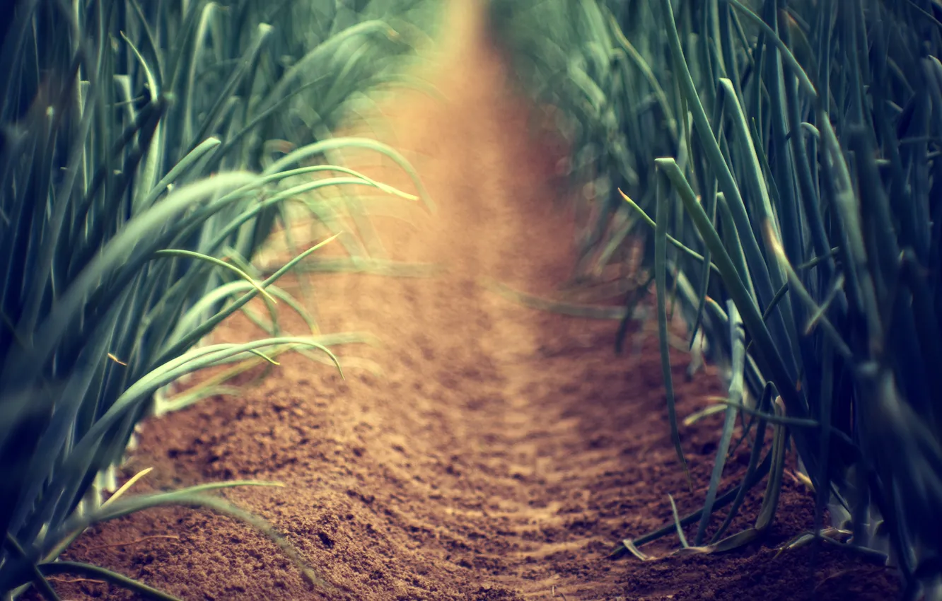 Photo wallpaper sand, greens, grass, earth, plant, plants, focus, blur