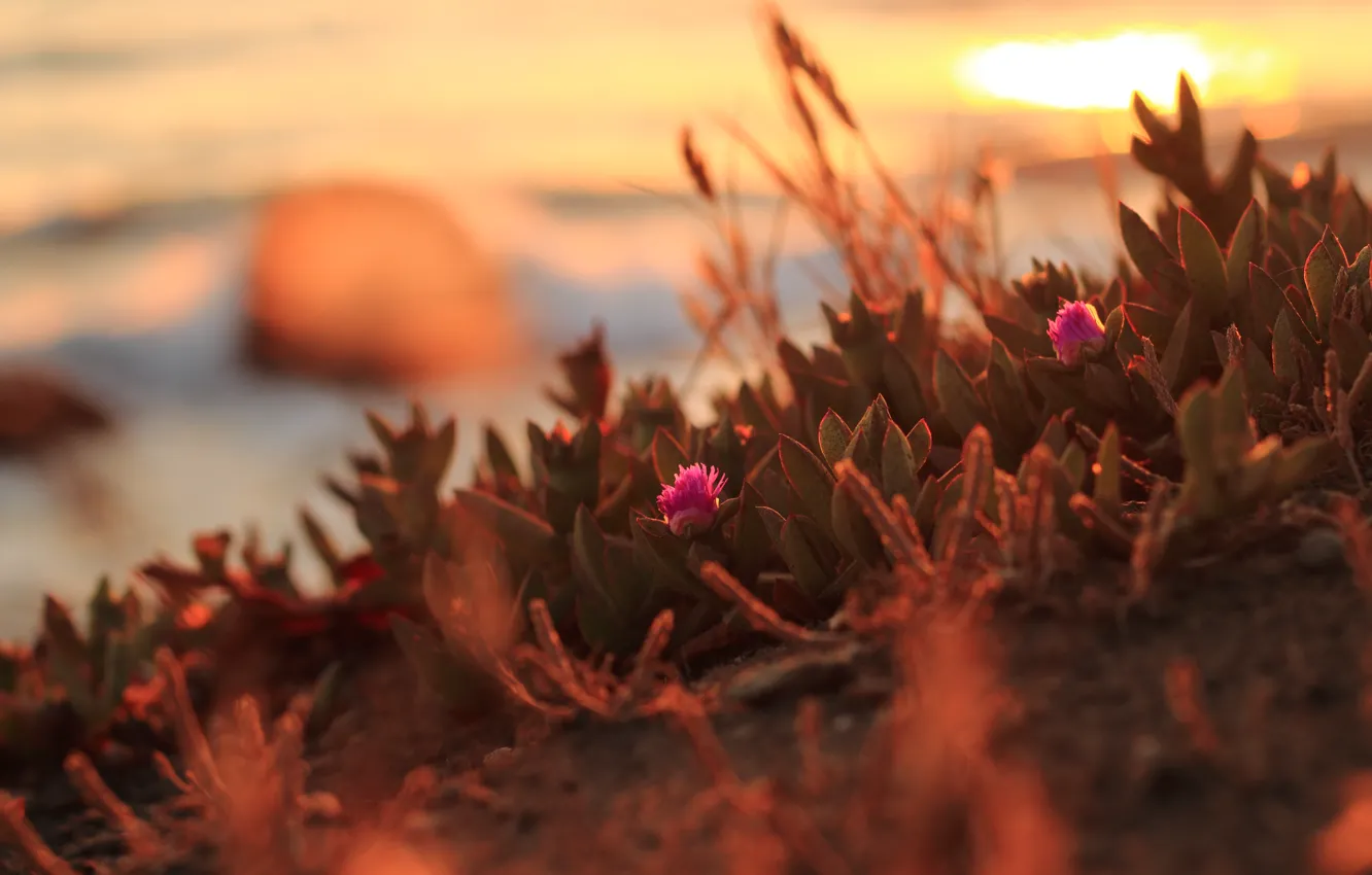 Photo wallpaper sunset, flowers, Northern California