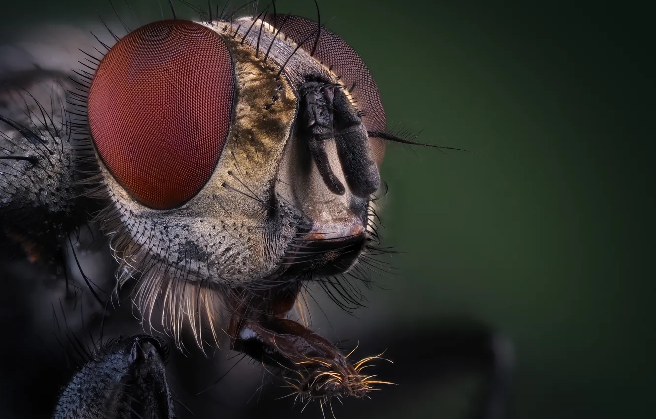 Photo wallpaper macro, fly, insect, bokeh, Oleg Savitsky