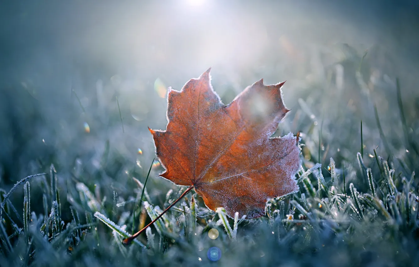 Photo wallpaper frost, autumn, grass, sheet
