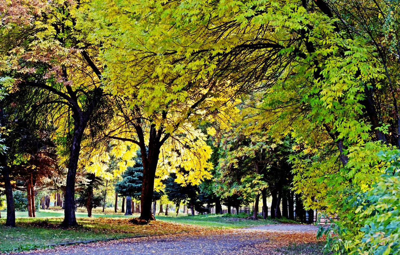 Photo wallpaper Autumn, Falling leaves, Victory Park, Yellow leaves