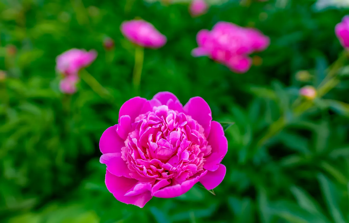 Photo wallpaper pink, bokeh, peonies