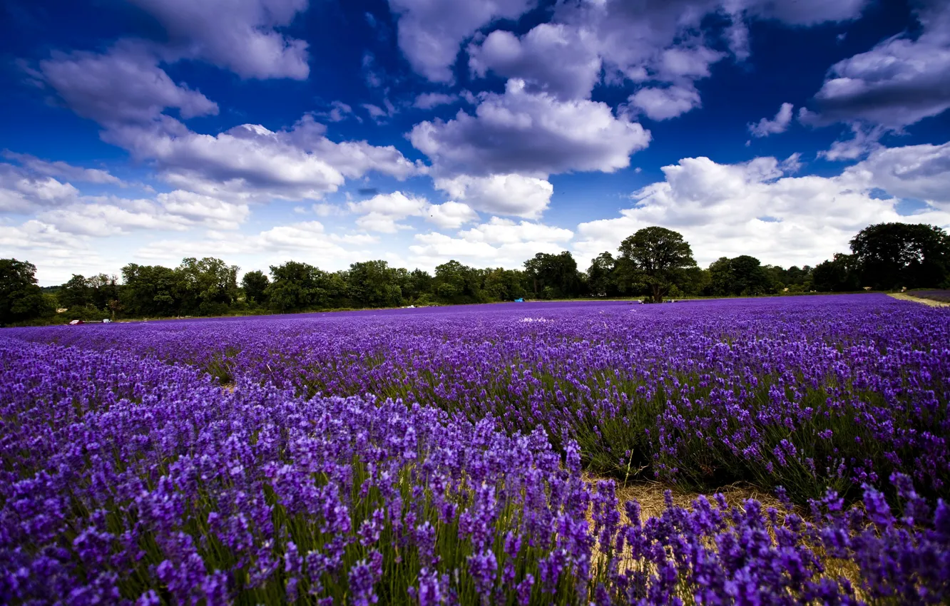 Photo wallpaper field, the sky, clouds, trees, flowers, lavender