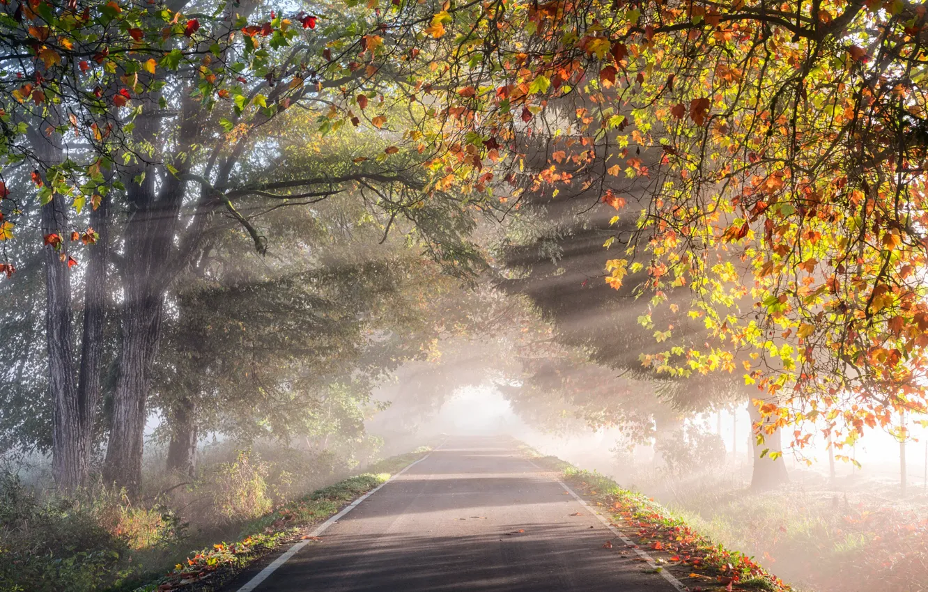 Photo wallpaper road, autumn, light, trees, nature, foliage, morning, haze