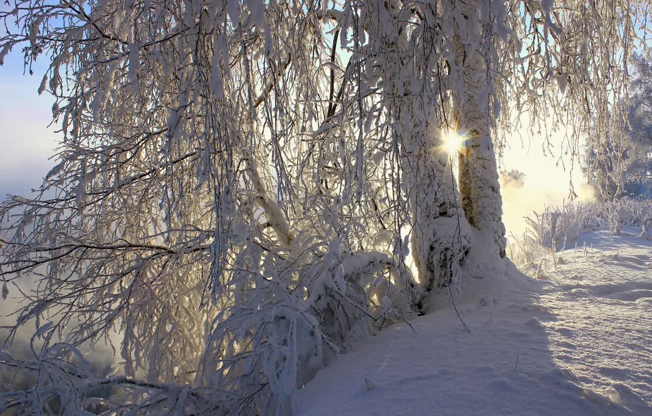 Photo wallpaper winter, the sun, snow, trees, nature