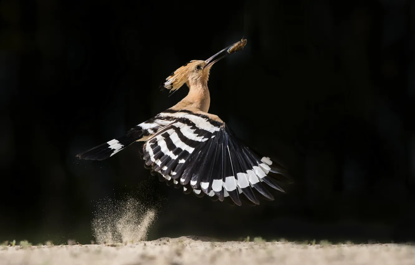 Photo wallpaper bird, the rise, catch, Hoopoe