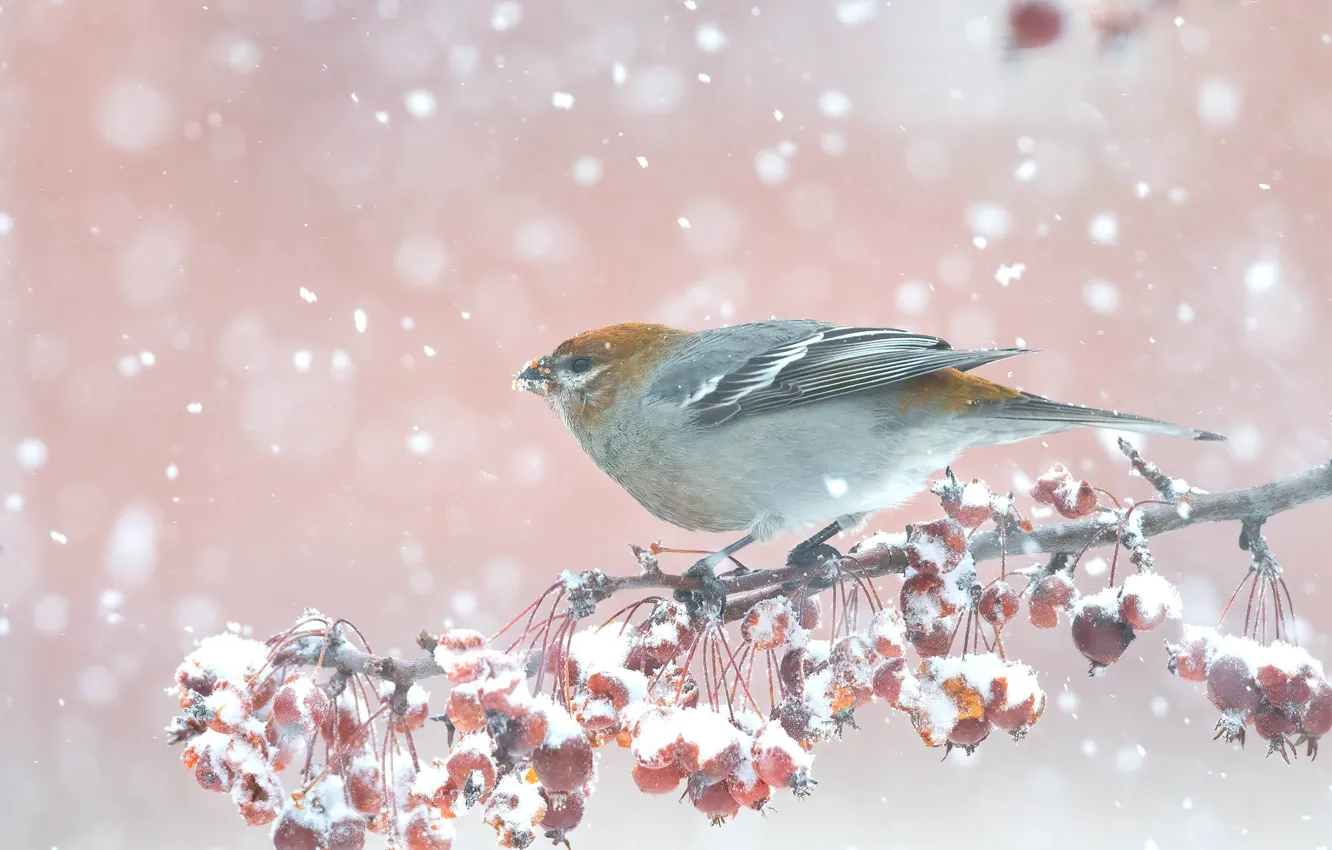 Photo wallpaper winter, snow, branches, berries, bird, fruit, snowfall, pink background