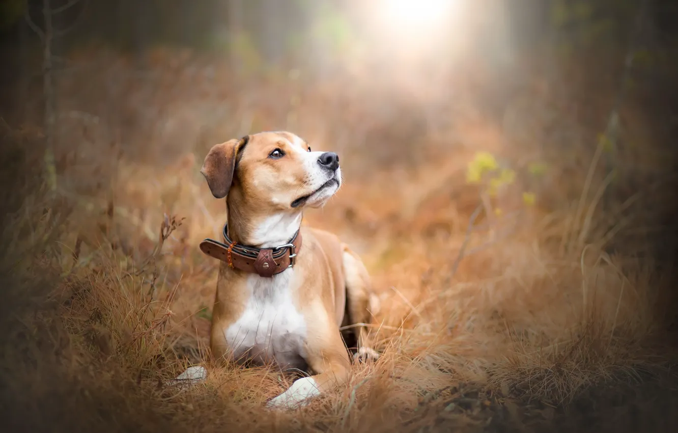 Photo wallpaper autumn, each, dog