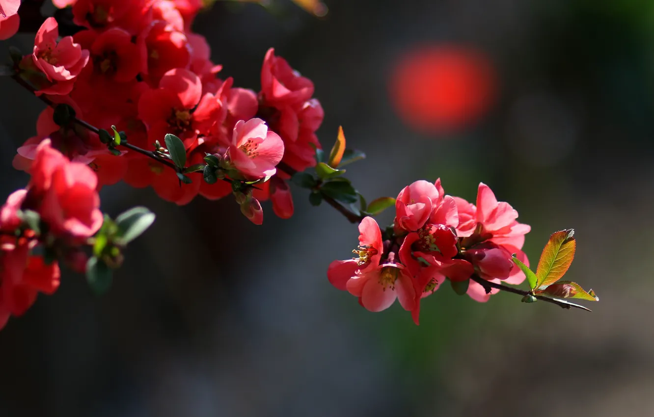 Photo wallpaper Sakura, flowering in the spring, blur bokeh