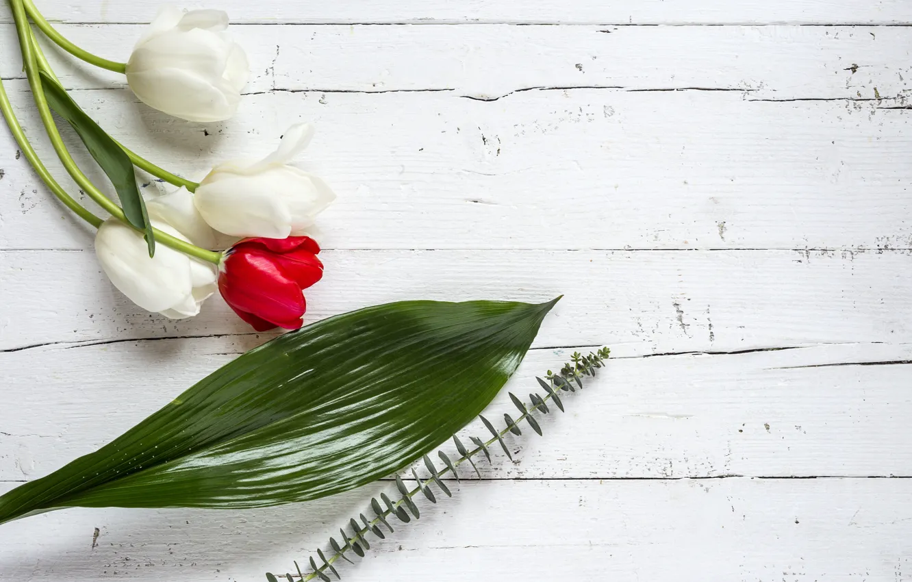 Photo wallpaper flowers, tulips, red, white, white, wood, flowers, tulips