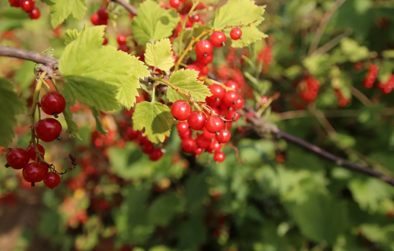 Photo wallpaper greens, leaves, macro, berry, Belarus, red currant, my photo, paracka