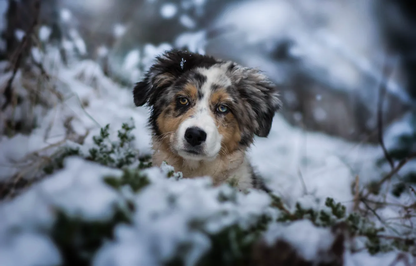 Photo wallpaper winter, look, snow, dog, puppy, face, doggie, Australian shepherd