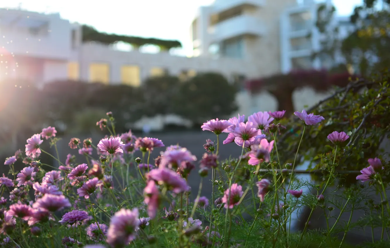 Photo wallpaper flowers, petals, pink