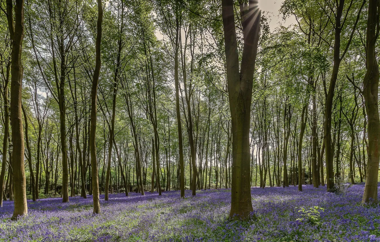 Photo wallpaper forest, trees, nature