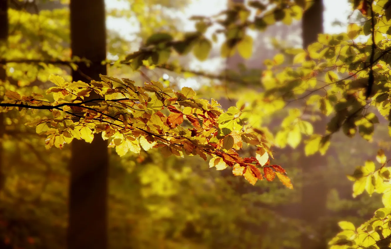 Photo wallpaper autumn, forest, leaves, light, trees, branches, nature, light