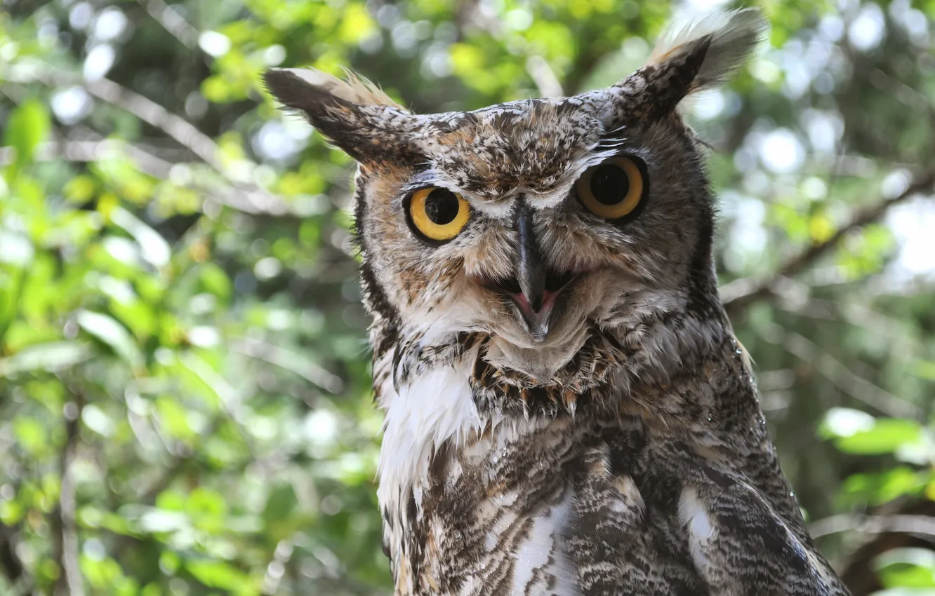 Photo wallpaper owl, bird, beak, ears