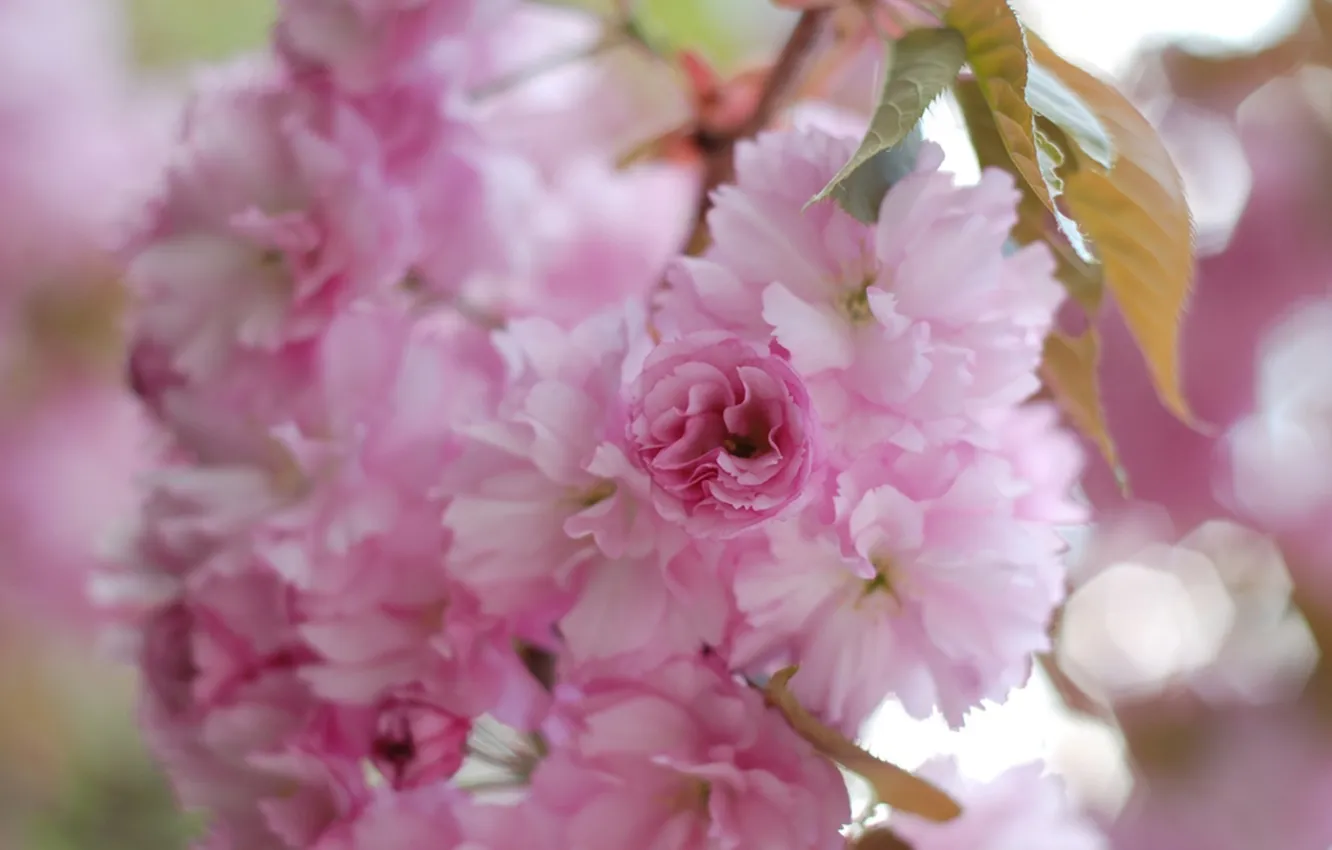 Photo wallpaper macro, flowers, spring, petals, blur, Sakura, pink