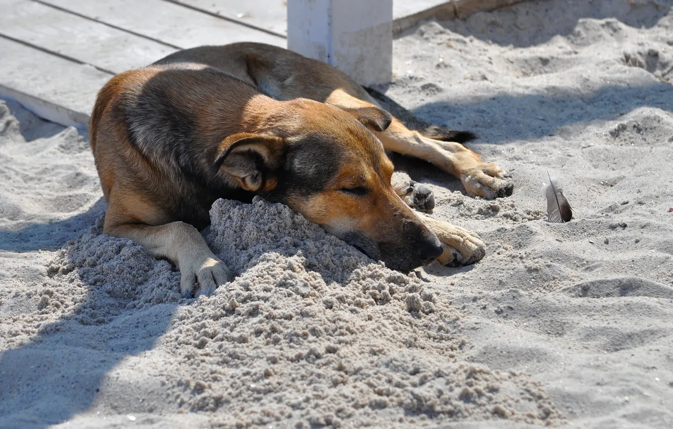 Photo wallpaper sand, each, dog