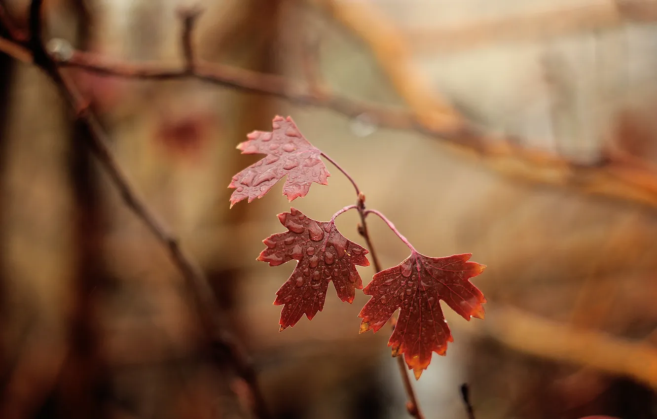 Photo wallpaper leaves, drops, macro, branches, moisture