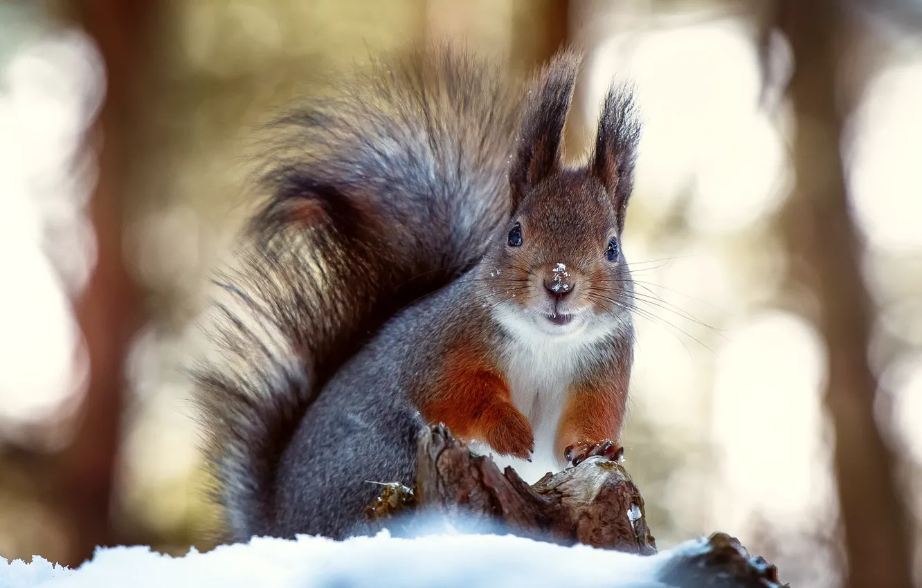 Photo wallpaper winter, snow, nose, protein, coat