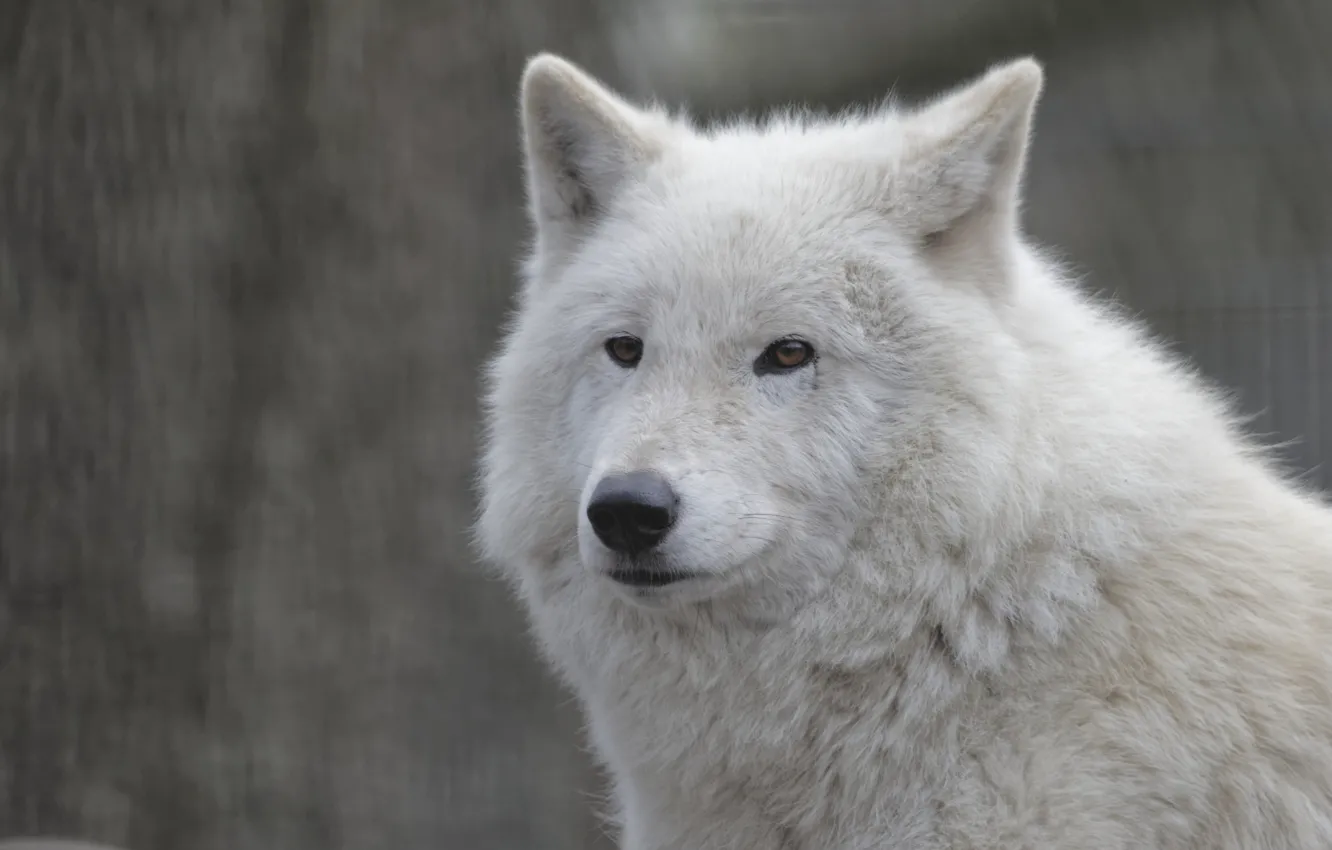 Photo wallpaper face, wolf, portrait, white wolf