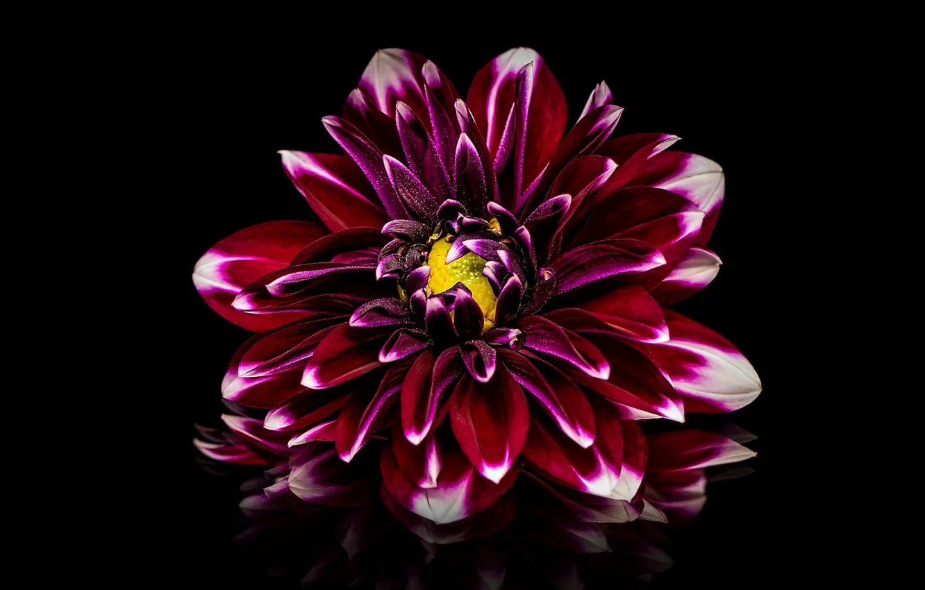 Photo wallpaper flower, black background, Dahlia