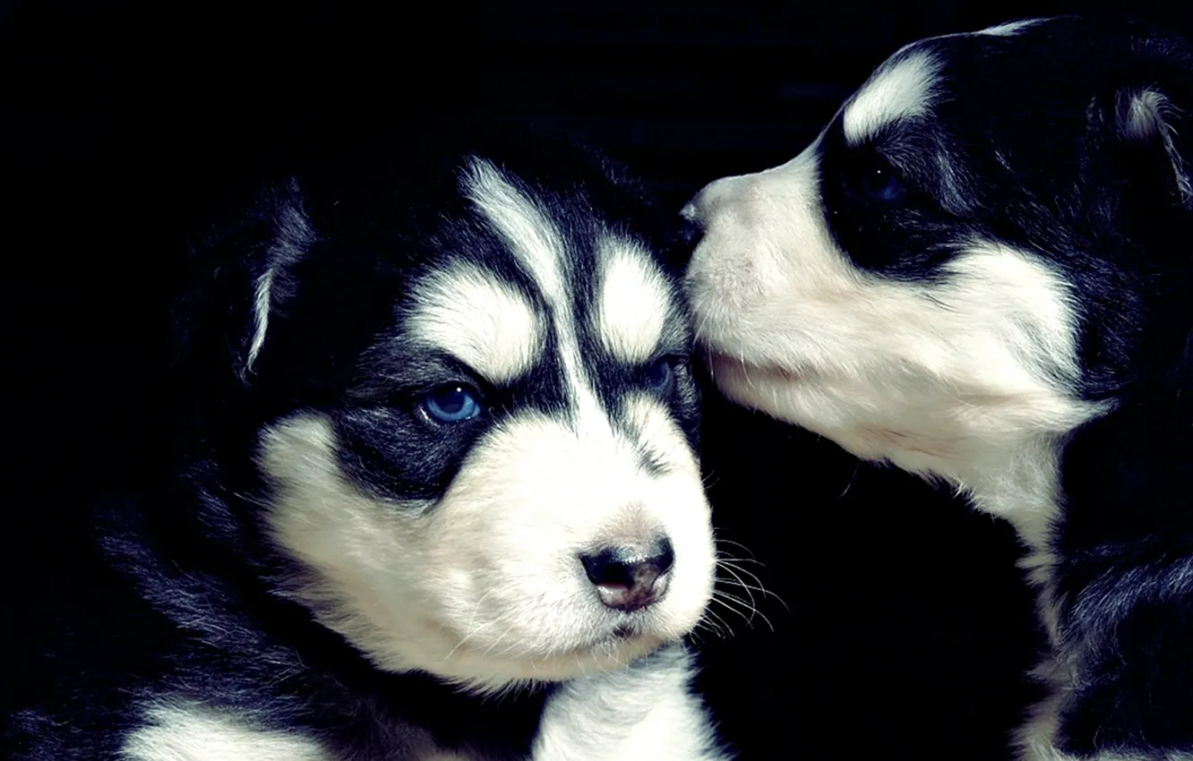 Photo wallpaper black, puppies, husky, cute, puppies