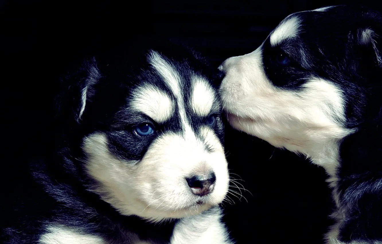 Photo wallpaper black, puppy, husky, cute, puppies