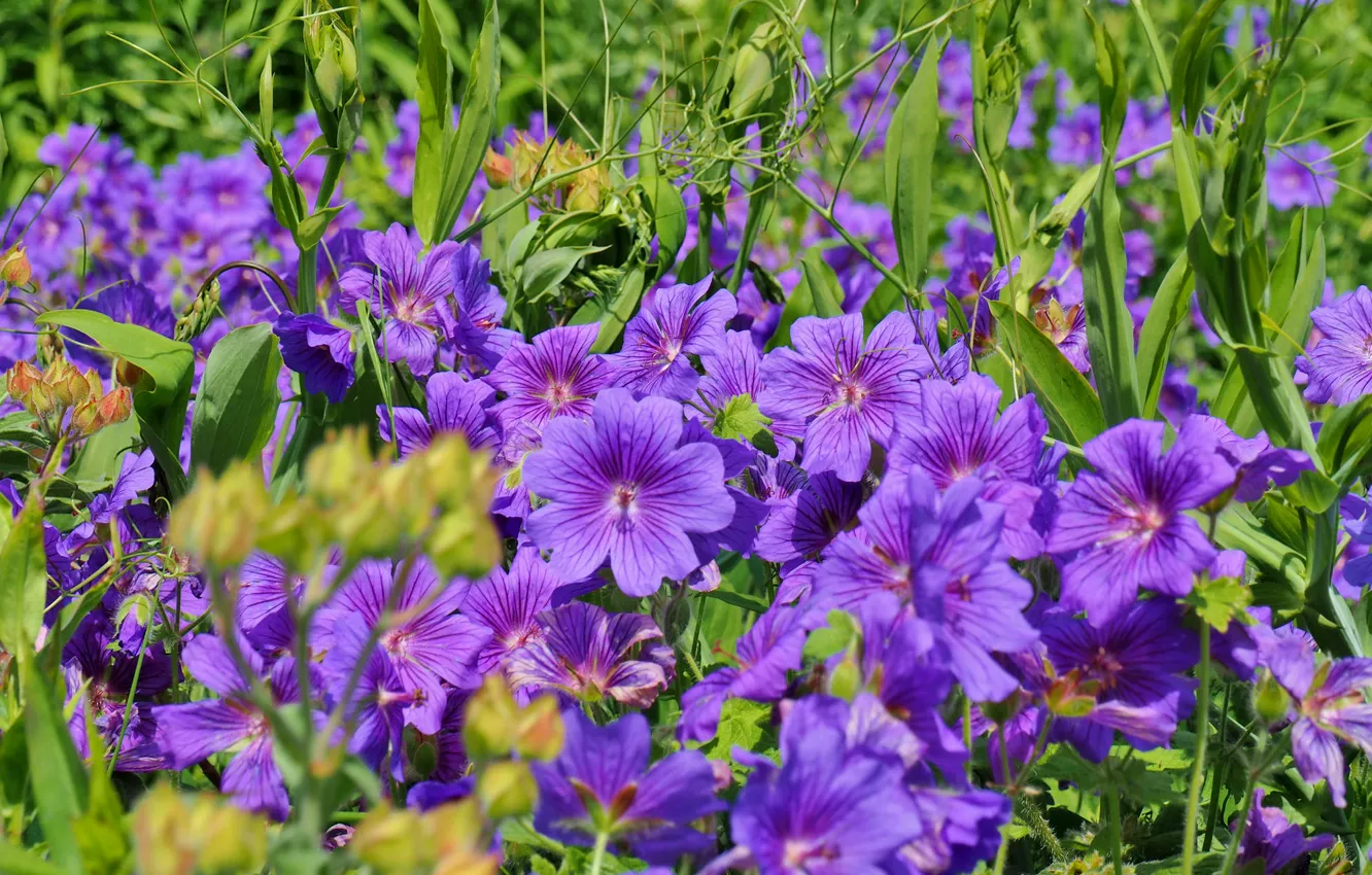 Photo wallpaper purple, macro, petals, Norwegian geranium