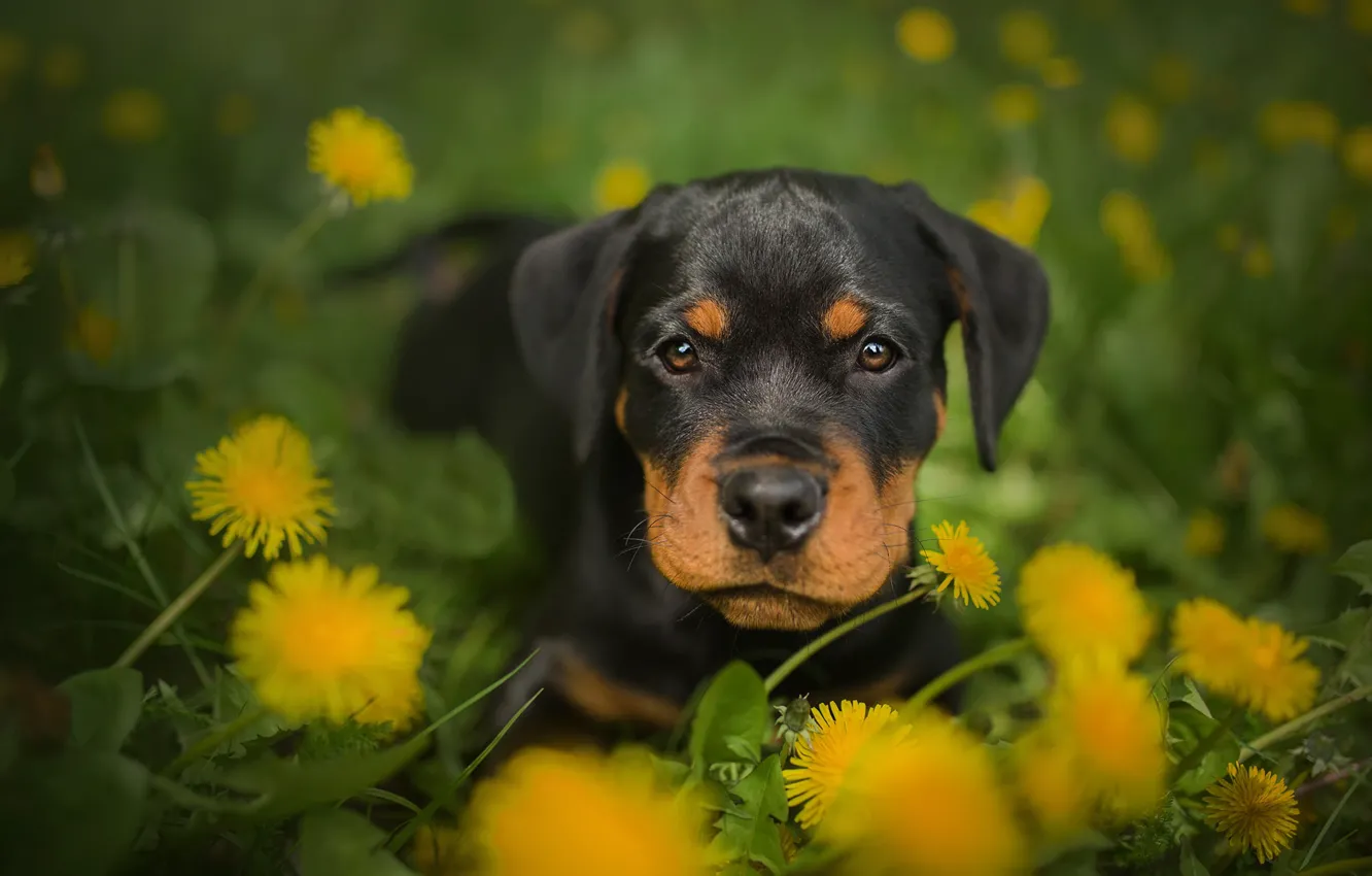 Photo wallpaper dog, puppy, dandelions, Rottweiler, Frelka