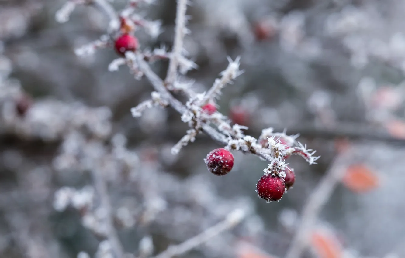 Photo wallpaper cold, winter, macro, snow, berries, sprig, ice, frost