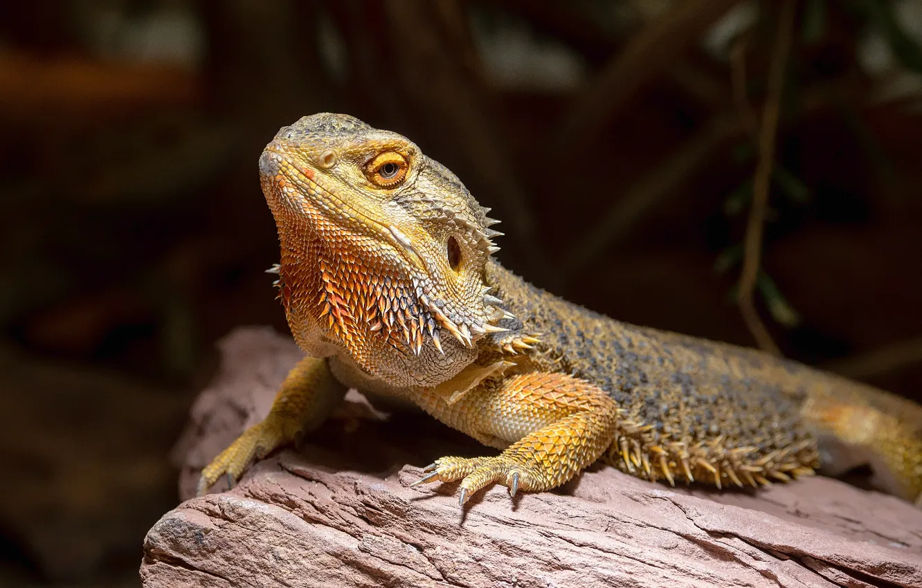 Photo wallpaper background, stump, lizard