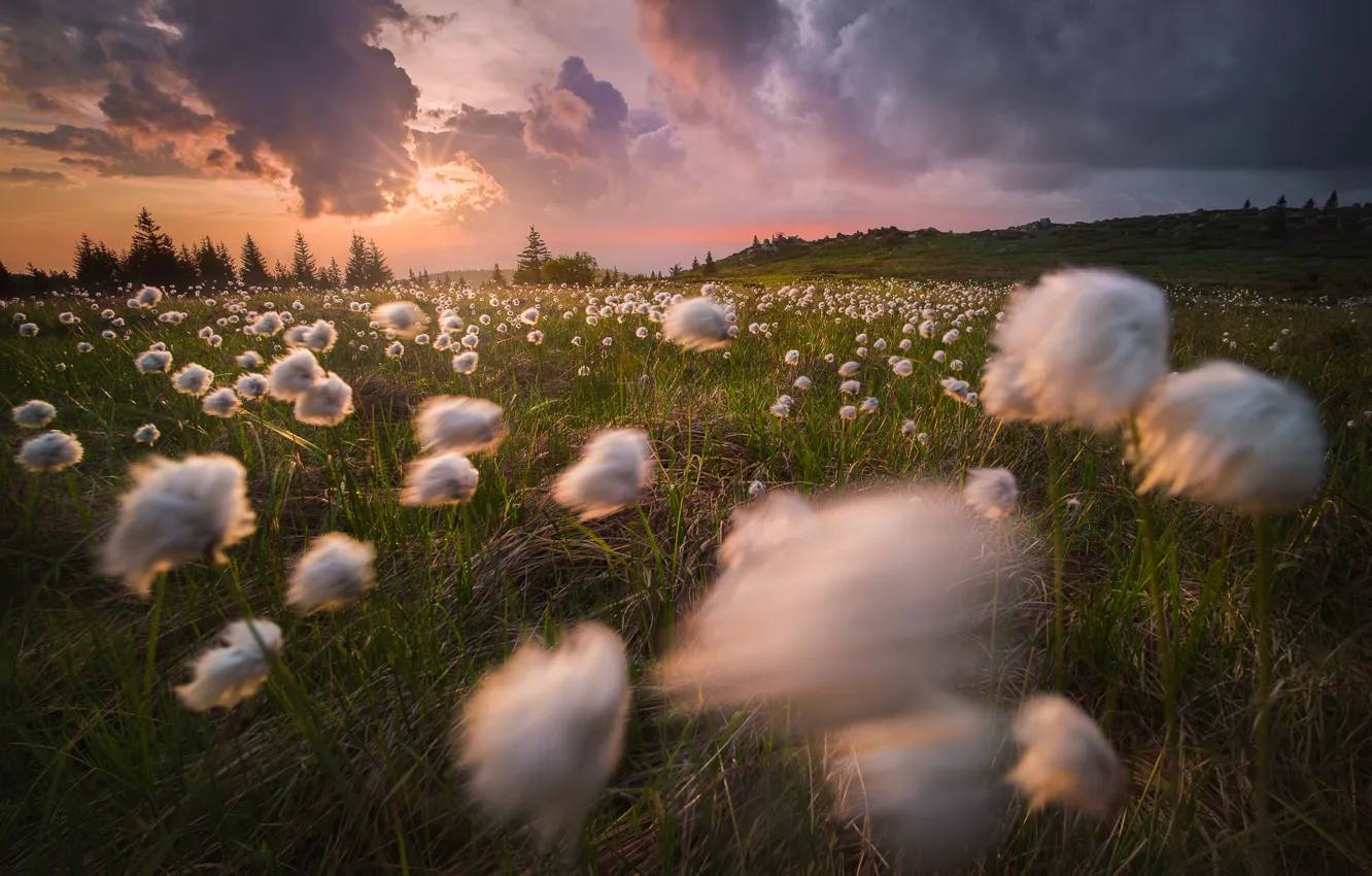 Photo wallpaper field, the sun, rays, landscape, clouds, nature, Bulgaria, As cotton grass